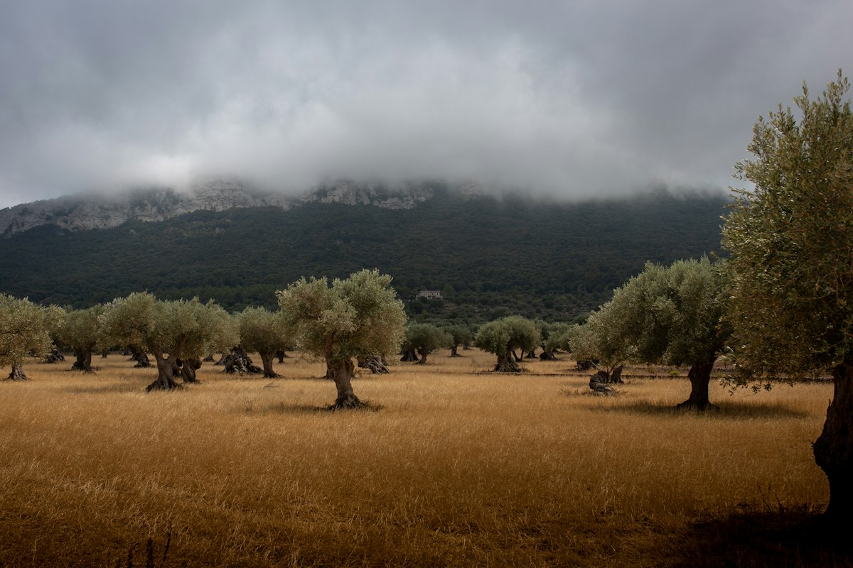 Olivos en una finca rústica de Ávila